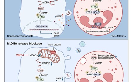 How senescent tumor cell released mitochondrial DNA enhances tumor progression