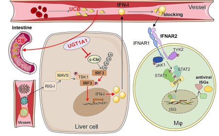 Linking bilirubin metabolism to antiviral innate immunity