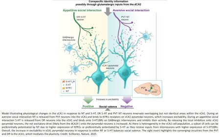 How brain weighs positive vs. negative social experience?