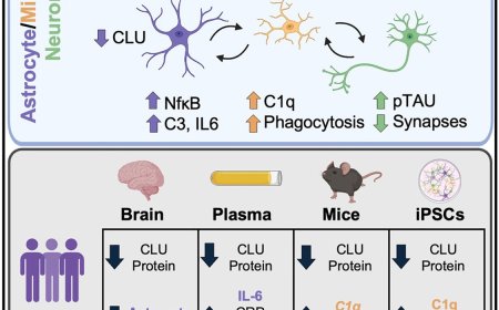 Clusterin protein alleviates Alzheimer’s disease-relevant processes
