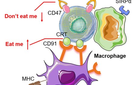 New type of cancer vaccine!