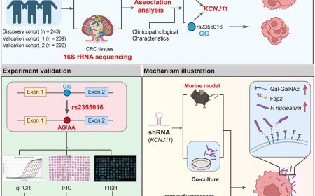 Interplay between human genetics and intratumoral microbiota in colorectal cancer