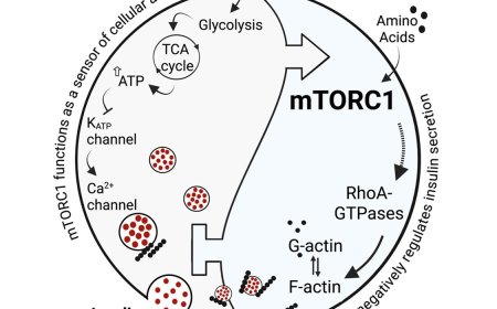 Beta cells intrinsic sensor regulates secretory activity