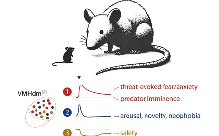 Population coding of predator imminence in the hypothalamus