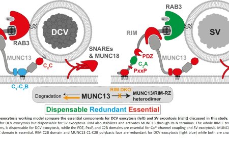 Role of RIM and MUNC13 in neuropeptide secretion