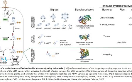 A new type of immune defense in E. coli
