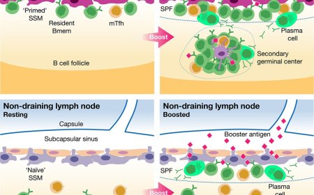 Why vaccination site matters for immune response