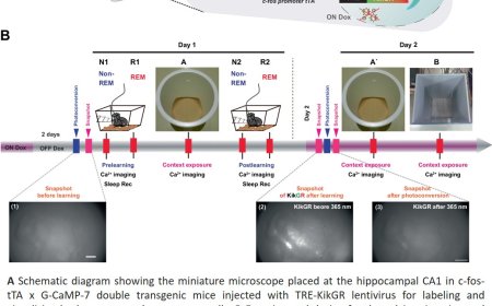 Mechanism to process past and future memories parallelly during sleep