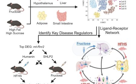 Difference in metabolomics between fructose and high-fat high-sucrose diets