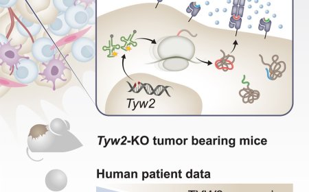 Translation dysregulation in cancer as a source for targetable antigens