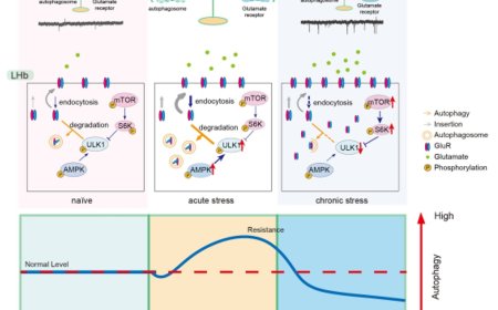 Chronic stress drives depression by disrupting autophagy