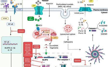 Inflammatory disease therapy by targeting NLRP3 inflammasome