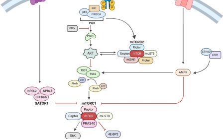 Interneurons and somatic mutations in mTORopathies