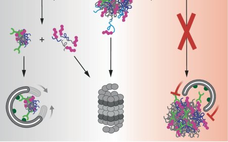 A protein involved in autophagy of aggresomes identified!