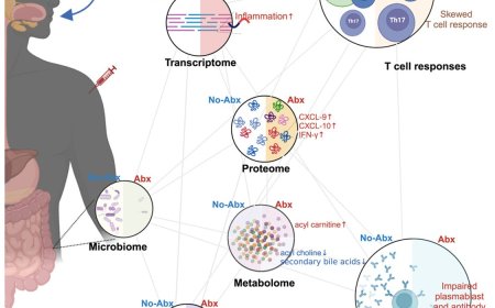 Immune responses to the rabies vaccine alters with gut microbiome perturbation