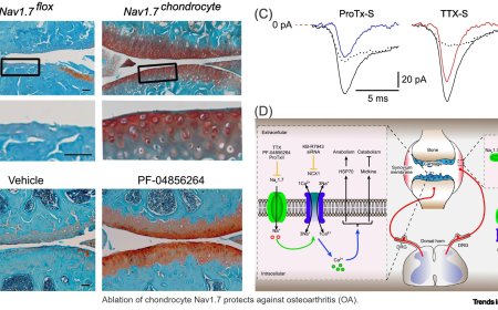 Role of sodium channels in non-excitable cells
