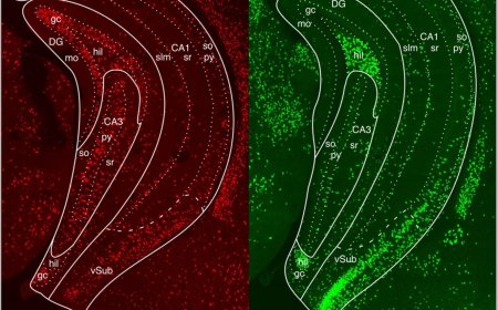 Dopamine D1–D2 signalling in hippocampus arbitrates approach and avoidance