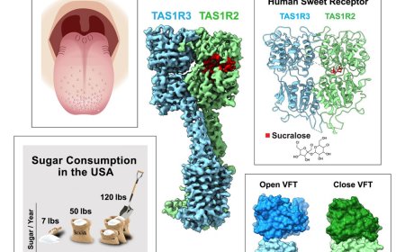 The structure of human sweetness