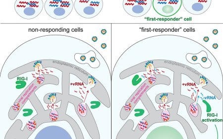 Innate immunity to West Nile virus initiated by the negative-sense viral RNA
