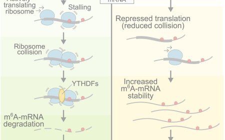 How mRNA modification controls cellular stress response