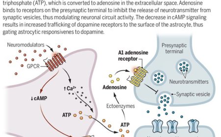 Modulating synapses through astrocytes