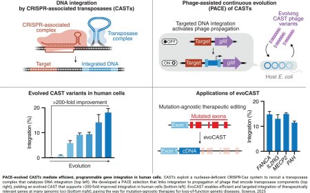 Programmable gene insertion in human cells using a new gene editor