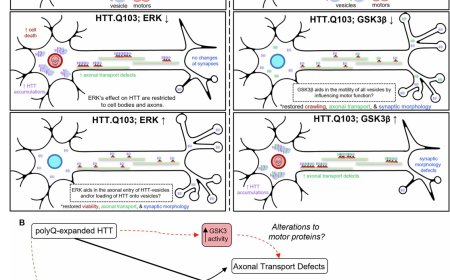 How 2 proteins with opposite effect regulate huntingtin protein’s movement in neurons
