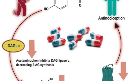 The mechanism of  acetaminophen action!