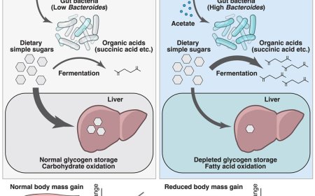 How probiotic acetylated cellulose suppresses body mass gain?