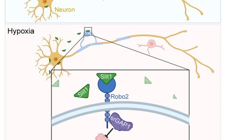 A neuronal Slit1 in myelination under chronic hypoxic conditions