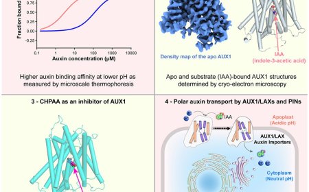 Mechanism of auxin influx in plants