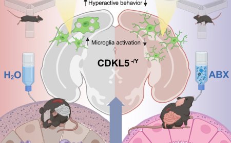 Multi-site investigation of gut microbiota in CDKL5 deficiency disorder mouse models: Targeting dysbiosis to improve neurological outcomes