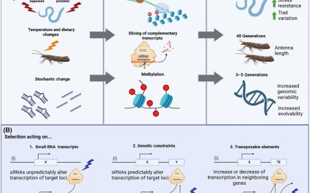 Small RNA inheritance in animal evolution