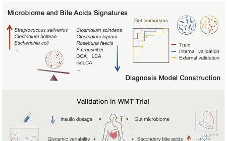Improving pancreatic β cell function in type 1 diabetes by modulating gut microbiome