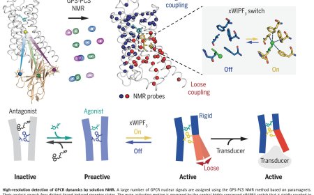 Tracking the motions of GPCRs