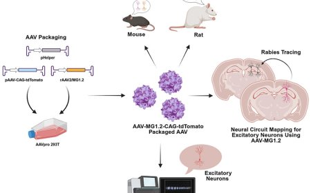 An AAV capsid targets excitatory neurons rather than microglia