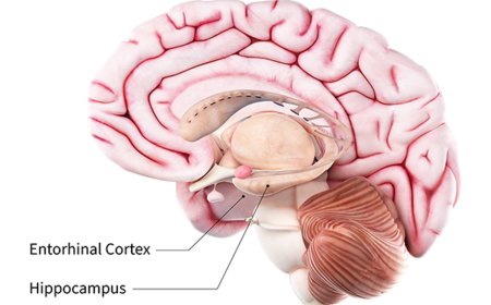 Anatomy of the Hippocampus