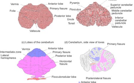 Anatomy of the Cerebellum
