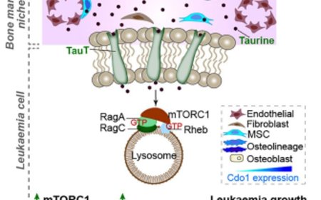 Tumor taurine drives glycolysis to promote leukaemogenesis