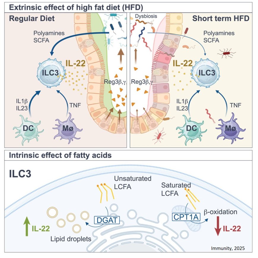 Acute exposure to high-fat diet impairs ILC3 functions and gut homeostasis