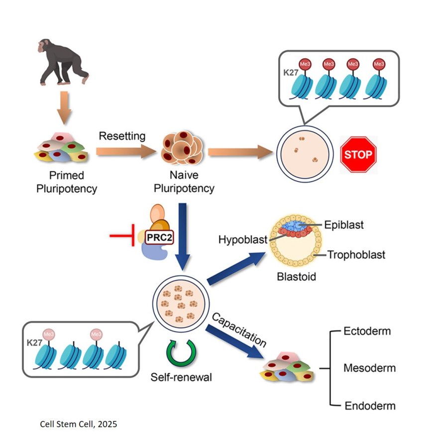 Growing chimpanzee naive-type pluripotent stem cells for the first time
