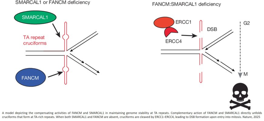 Synthetic lethal interactions among DNA repair factors