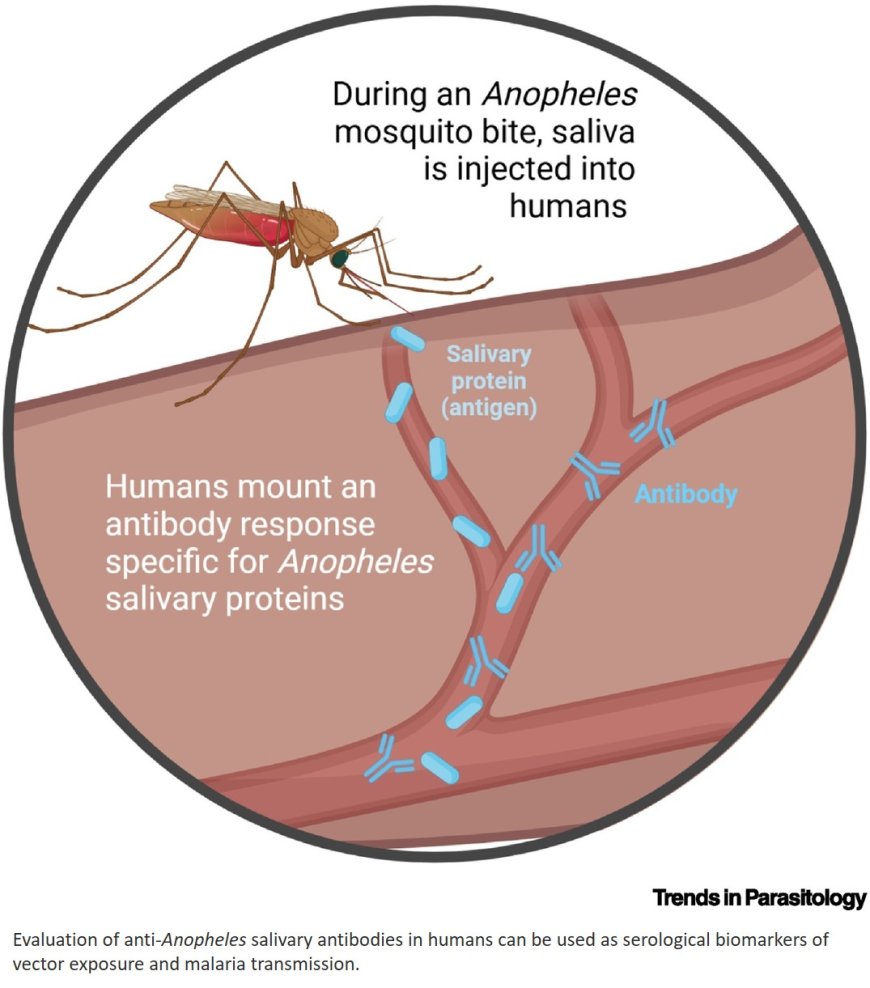 Human antibodies against Anopheles salivary proteins: emerging biomarkers of mosquito and malaria exposure