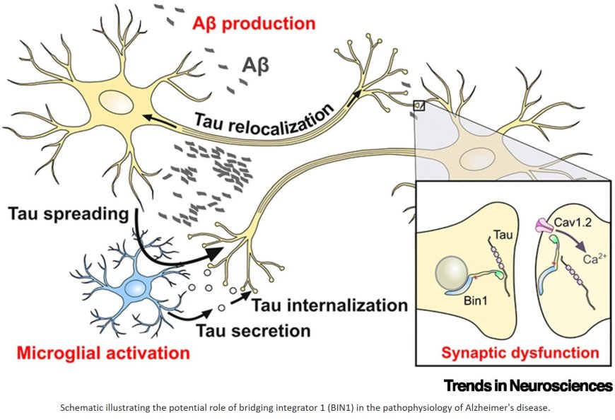 BIN1 as a risk factor in Alzheimer’s disease