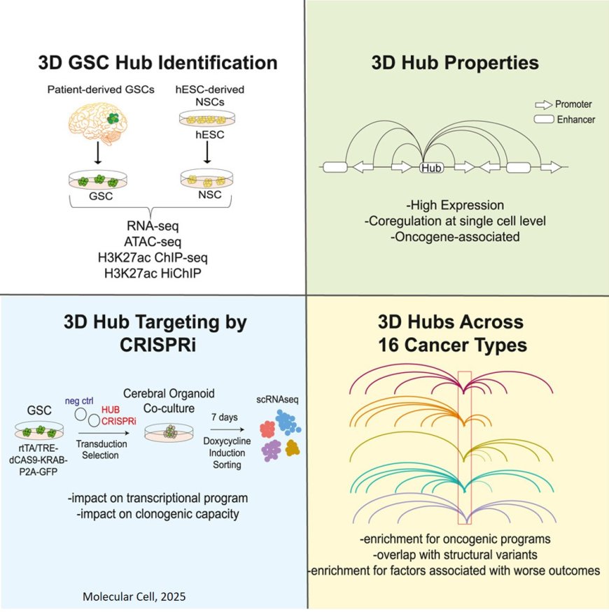 Three-dimensional gene hubs may promote brain cancer
