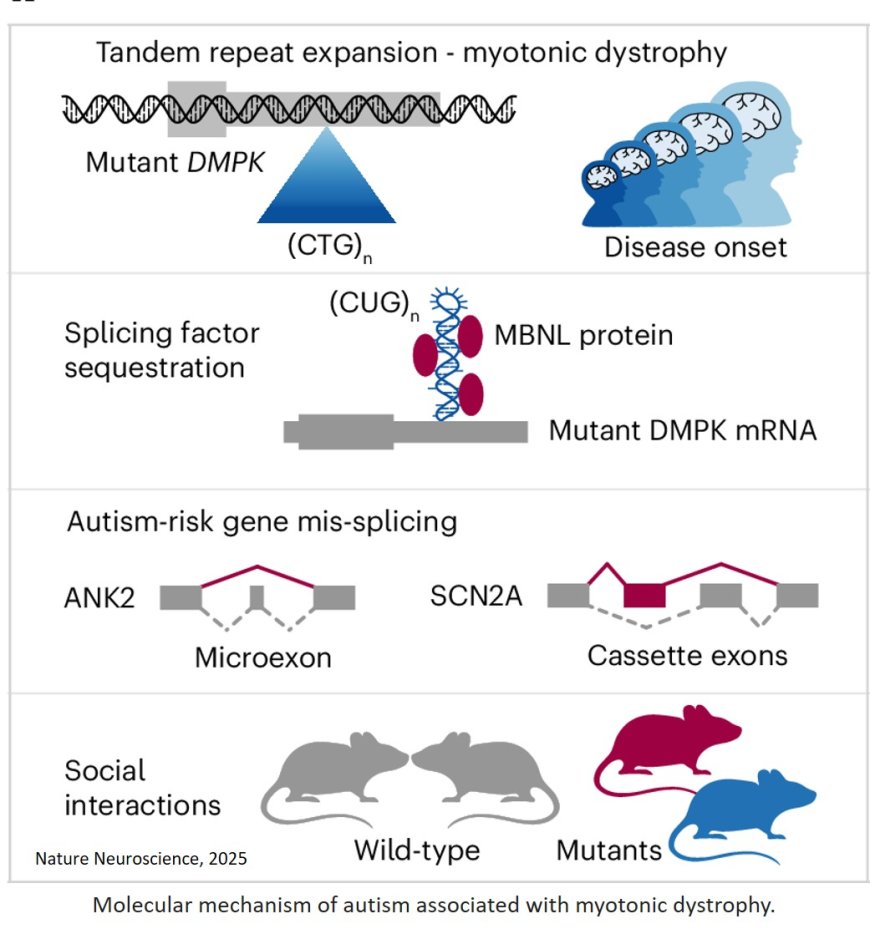 Connection between autism spectrum disorder and myotonic dystrophy