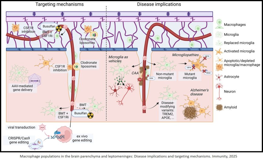 Niche-specific therapeutic targeting of myeloid cells in the central nervous system