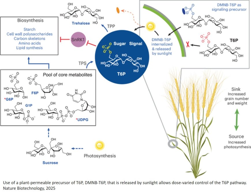Membrane-permeable trehalose 6-phosphate precursor spray increases wheat yields in field trials