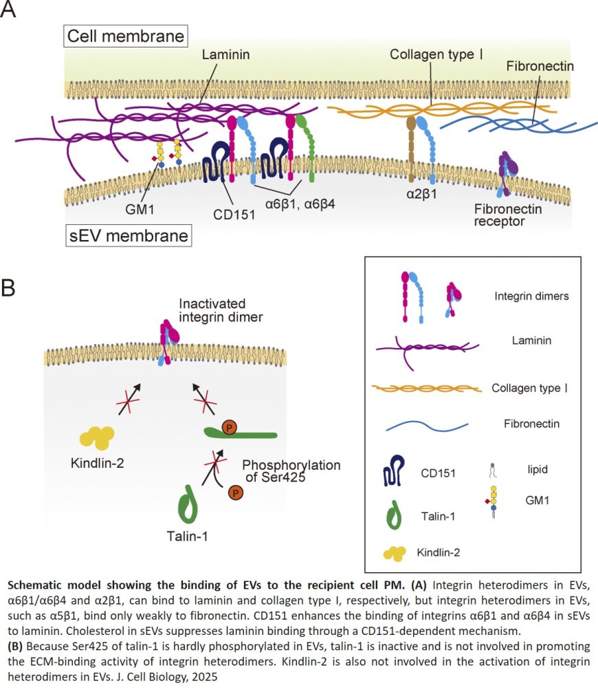Extracellular vesicles adhere to cells primarily by interactions of integrins and GM1 with laminin