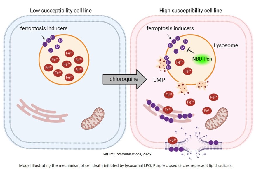 Ferroptosis induction by lysosomal lipid peroxidation